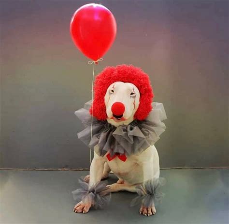 dog jester costume|cutest dog halloween costumes.